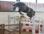 Berlin dei Folletti TosTour2013- S5 3010 : Arezzo, Arezzo Equestrian Centre, Berlin dei Folletti, Cavalli d'Italia, Toscana Tour 2013, foto di Stefano Secchi ©